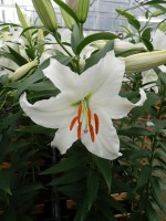 [5278 Siberia 2N No01.JPG]